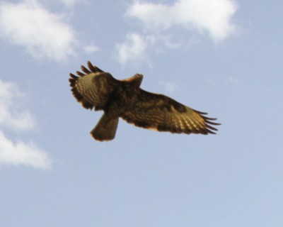Bussard-fliegt.JPG