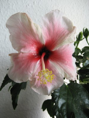 hibiskus blüte.jpg
