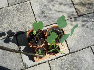 plants 007.jpg