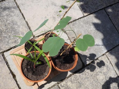 plants 006.jpg