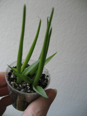 Agave asperrima ssp. madarensis.jpg