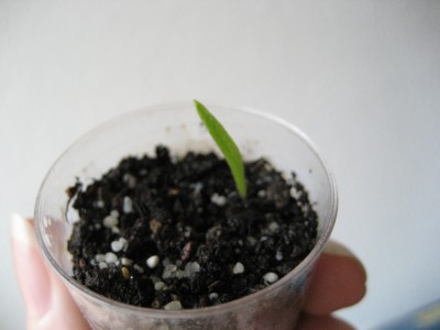 ledebouria galpinii.jpg