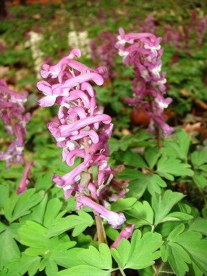 09.04.2009.corydalis cava.jpg