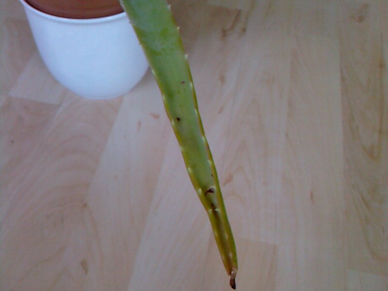 agave impressa Buy Agave impressa