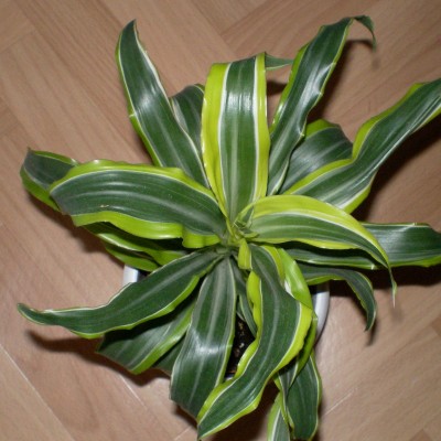 PICT0085.JPG
