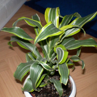 PICT0084.JPG