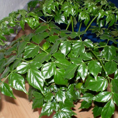 PICT0088.JPG