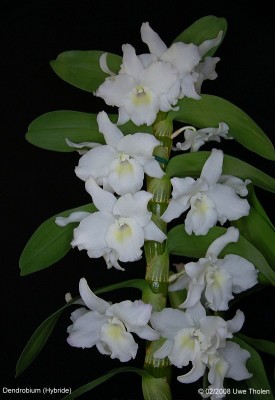 dendrobium-02.jpg