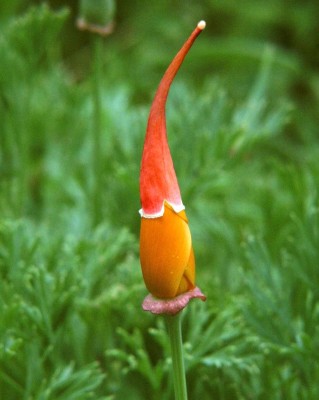 Nikolaus-Eschscholtzia.JPG
