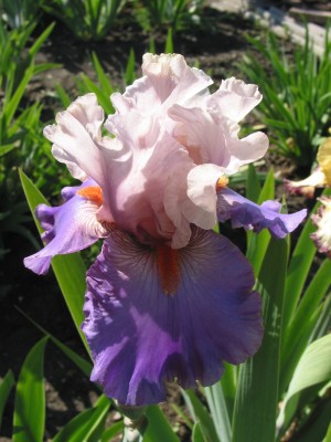 Dinger, Iris 012.jpg