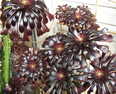 IMG_0461a Aeonium arboreum v atropurpureum.jpg