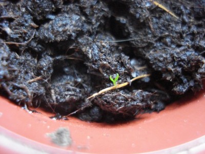 Nepenthes rafflesiana x gracilis Keimling.jpg