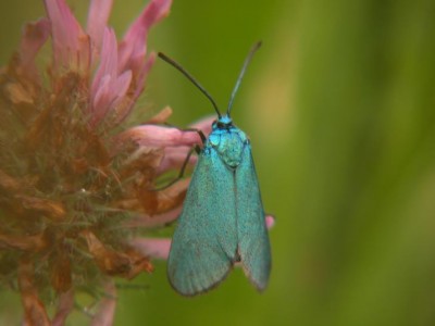 Ampfer-Gruenwidderchen-Adscita statices-am-Rotklee.JPG
