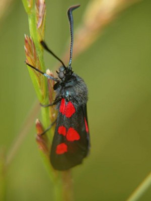 Klee-Widderchen.JPG