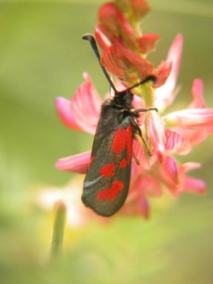 Beilfleck-Widderchen.JPG