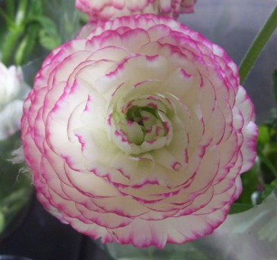 Julchen 068m.jpg
