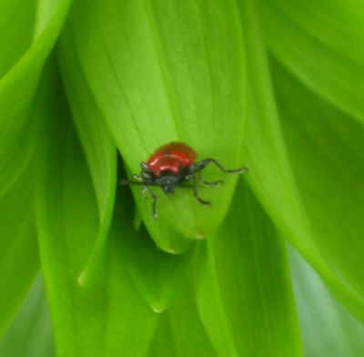 Julchen 051m.jpg
