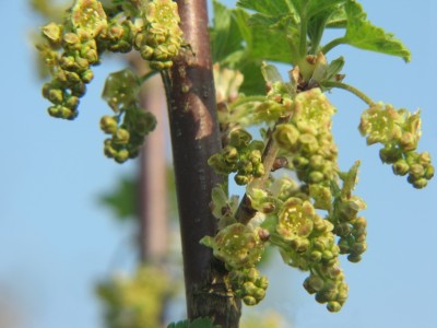 Rote-Johannisbeeren-9.JPG