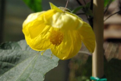 Abu zitronengelb.jpg