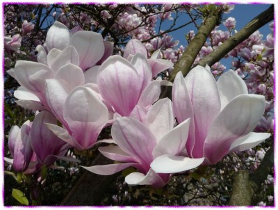 tn_Blumen heute 006.JPG