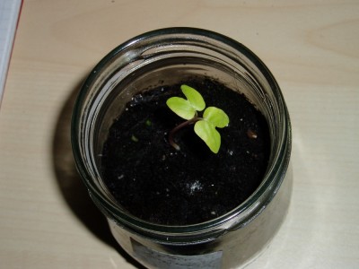 Keimling Erdbeerbaum.JPG