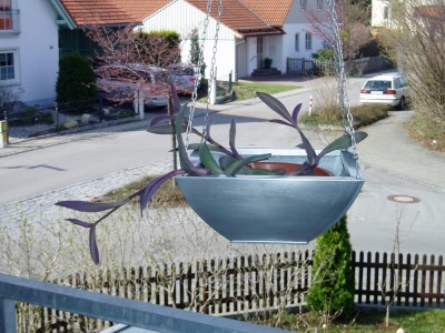 Tradeskantie pallida.JPG