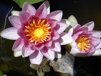 2. Seerose 20.05.07.JPG