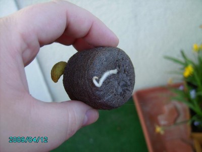 PICT0834.JPG