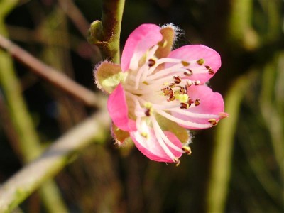 Prunus persica.JPG