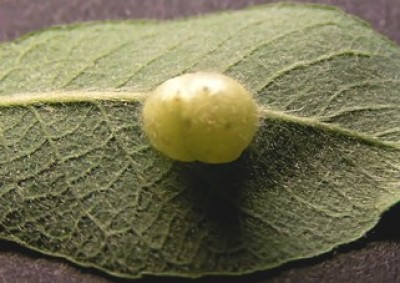 gall.jpg
