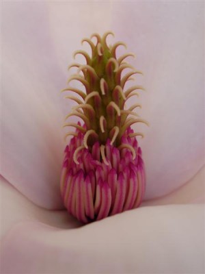 Ananas.JPG