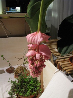 medinilla_mag_120409 001.jpg