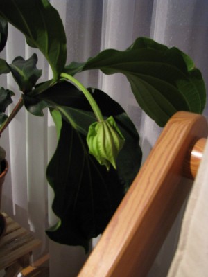 medinilla_mag_120409 002.jpg