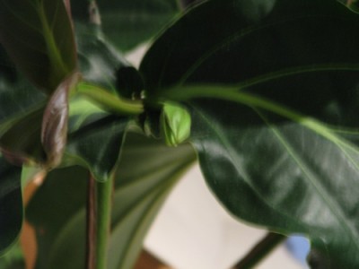 medinilla_mag_120409 003.jpg