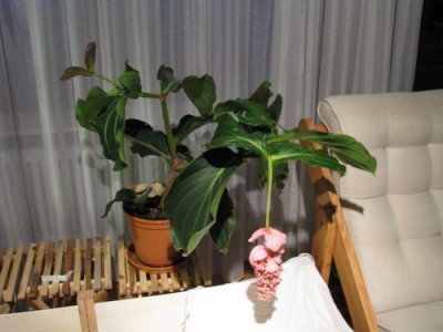 medinilla_mag_120409 004.jpg
