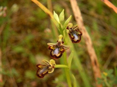 Ophrys speculum - 12.JPG