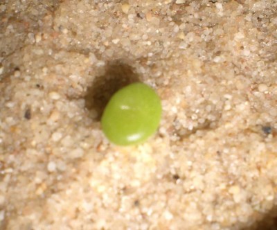 11042009-1.JPG