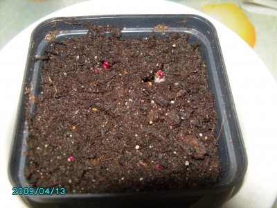 PICT0839.JPG