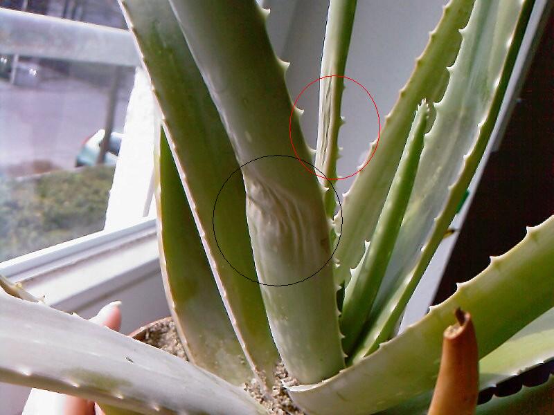 Hilfe, meine Aloe Vera macht schlapp! · Pflanzenkrankheiten & Schädlinge ·  GREEN24 Pflanzen & Garten Forum