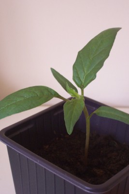 Datura 002.jpg