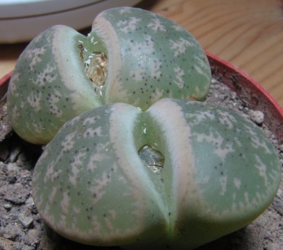 IMG_109213.04.2009 Lithops grün.jpg