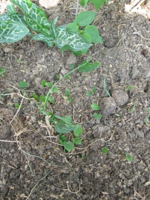 Arum kinder.JPG