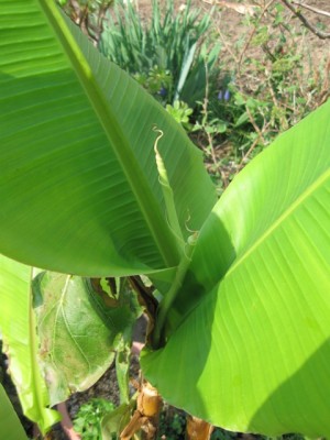 Banane.JPG