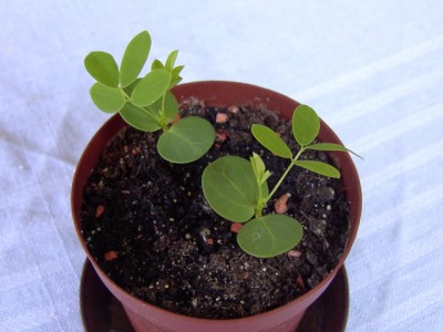 Indische Gewürzrinde - Cassia 19.05.07.JPG