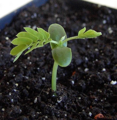 Seidenakazie, Schlafbaum am 20.05.07.JPG