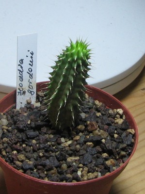 IMG_1100 Hoodia gordonii , Ausaat 2008.jpg
