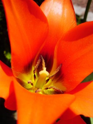 P4120117 (Medium).JPG