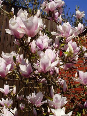 P4120132 (Medium).JPG