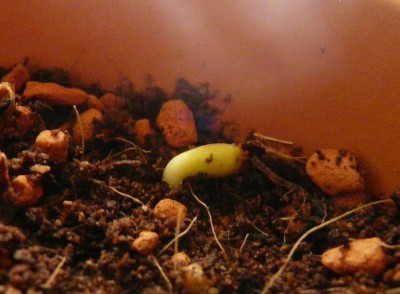 monster Ostern09 021.JPG