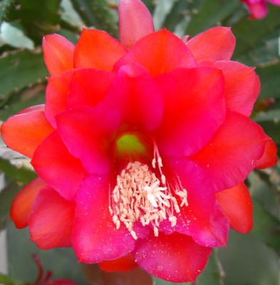Makro Botanischer Garten - 6.jpg